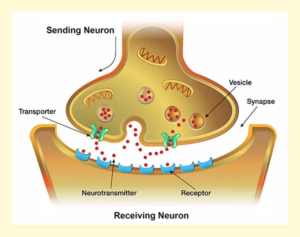 neurotransmitters in the brain drugs