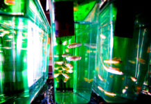 Study Links Antidepressants and Decreased Coping Behaviors Across Generations