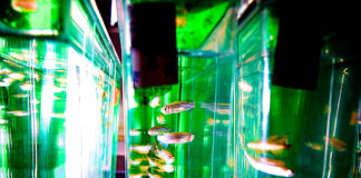 Study Links Antidepressants and Decreased Coping Behaviors Across Generations