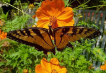 A Secret No Longer mental health transformation