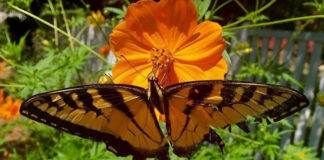 A Secret No Longer mental health transformation