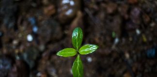 Valuing Posttraumatic Growth in Psychosis