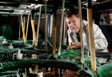 The Effects of Antidepressant Exposure Across Generations: An Interview with Dr. Vance Trudeau