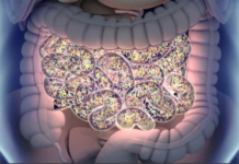 Childhood Trauma Can Impact Our Gut Bacteria