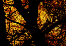 The Light in the Dark branch light in the darkness