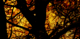 The Light in the Dark branch light in the darkness