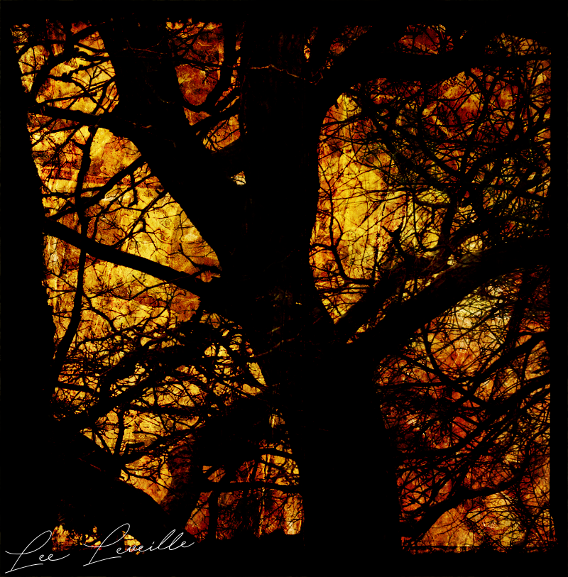 branch light in the darkness