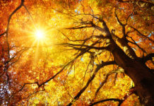 Two Roads Diverged in a Yellow Wood: A Tale of Psychotherapy yellow wood therapy