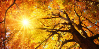 Two Roads Diverged in a Yellow Wood: A Tale of Psychotherapy yellow wood therapy