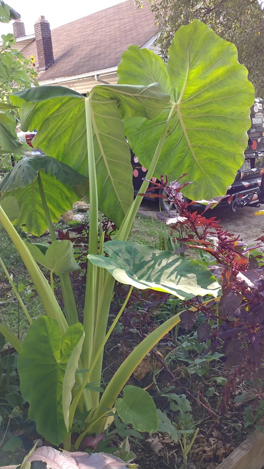 Elephant ear plants bigger than a car