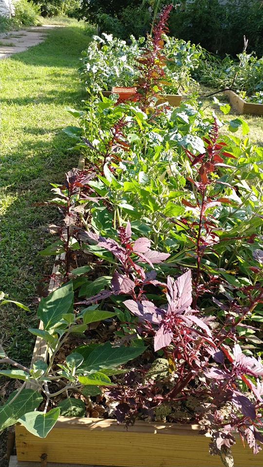 Wild Kalunay, a Philipino Delicacy, growing in my front yard. 