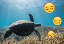 ‘Climate Grief’ Is Real and I’ve Got It Bad