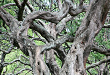Can Phenomenology Help Clinicians Stop Objectifying Clients? photo of tangled branches