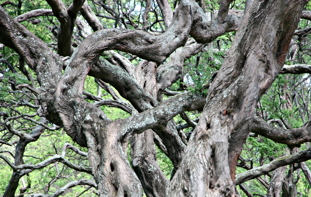 photo of tangled branches