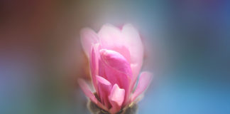 Why Compassionate Activism? flower