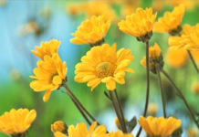 Beyond the Buzzwords: What Does Trauma-Informed Care Truly Mean? yellow flowers