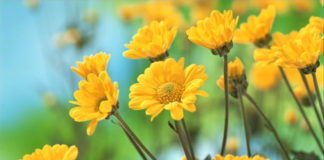 Beyond the Buzzwords: What Does Trauma-Informed Care Truly Mean? yellow flowers