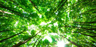 Ecotherapy/Nature Therapy/Green Therapy ecotherapy