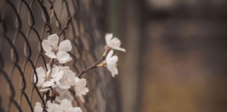 Suicidal Thoughts, Psychiatric Diagnosis, and What Really Helps: Part One Photo of a flower