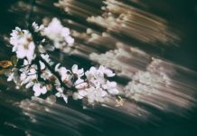 Suicidal Thoughts, Psychiatric Diagnosis, and What Really Helps: Part Two blurry photo of flowers