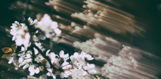 Suicidal Thoughts, Psychiatric Diagnosis, and What Really Helps: Part Two blurry photo of flowers