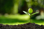 a plant sprouting from the ground