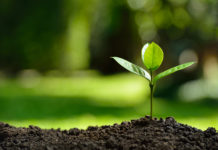 Insane Medicine: How the Mental Health Industry Creates Damaging Treatment Traps and How You Can Escape Them a plant sprouting from the ground