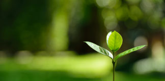 Insane Medicine: How the Mental Health Industry Creates Damaging Treatment Traps and How You Can Escape Them a plant sprouting from the ground