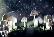 How Psilocybin-Assisted Therapy Changed My Life psilocybin mushrooms