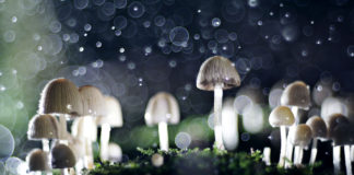 How Psilocybin-Assisted Therapy Changed My Life psilocybin mushrooms