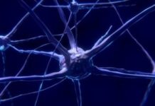 Belief in Neuroscience