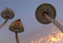 Promising Preliminary Results from a Small Study of Psilocybin-Assisted Therapy