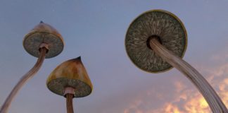 Promising Preliminary Results from a Small Study of Psilocybin-Assisted Therapy