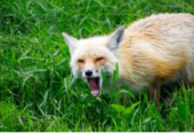 We’ve Got Depression All Wrong. It’s Trying to Save Us.