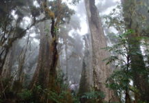 Attention! One Morning with a Roving Mind