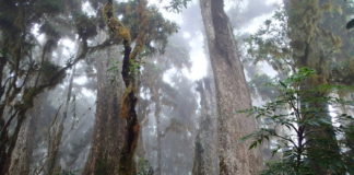 Attention! One Morning with a Roving Mind