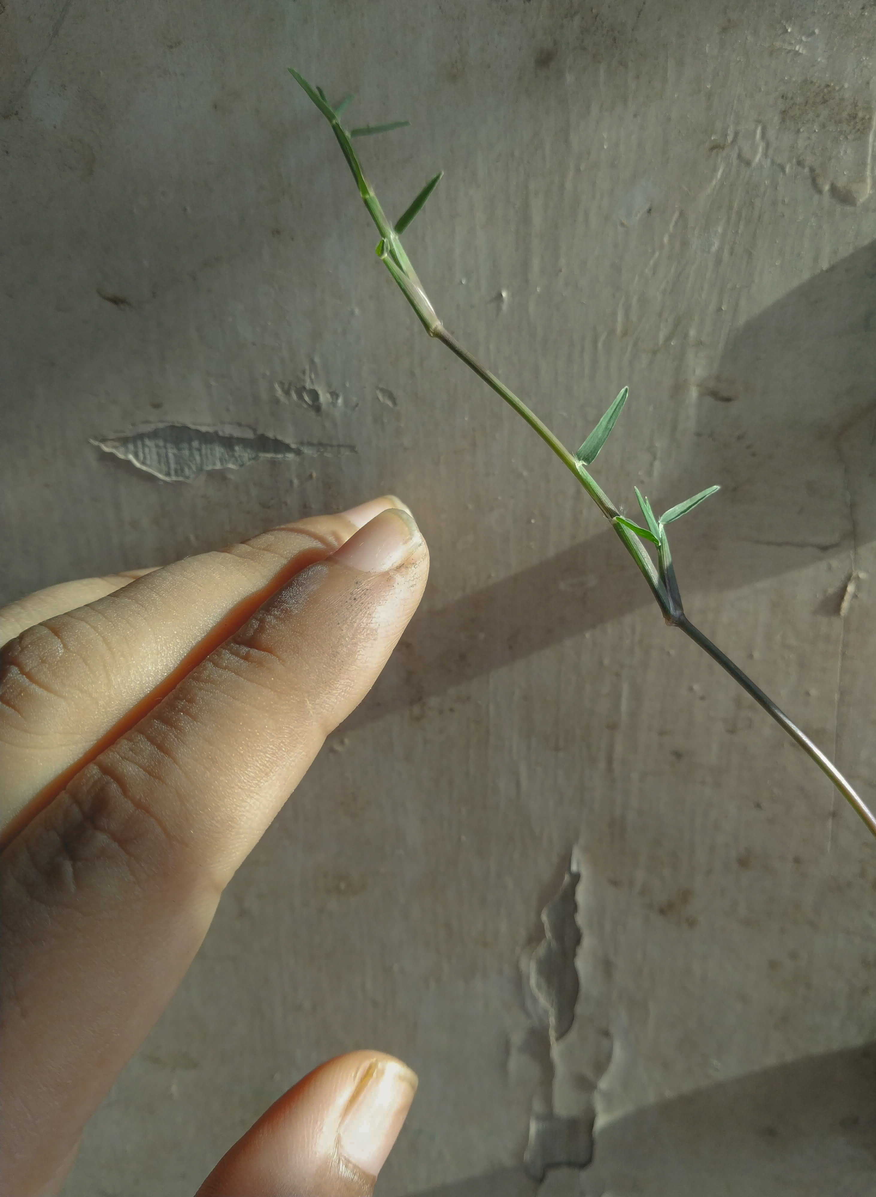 Longing by Deepa Kamath Photo of a hand reaching for a plant