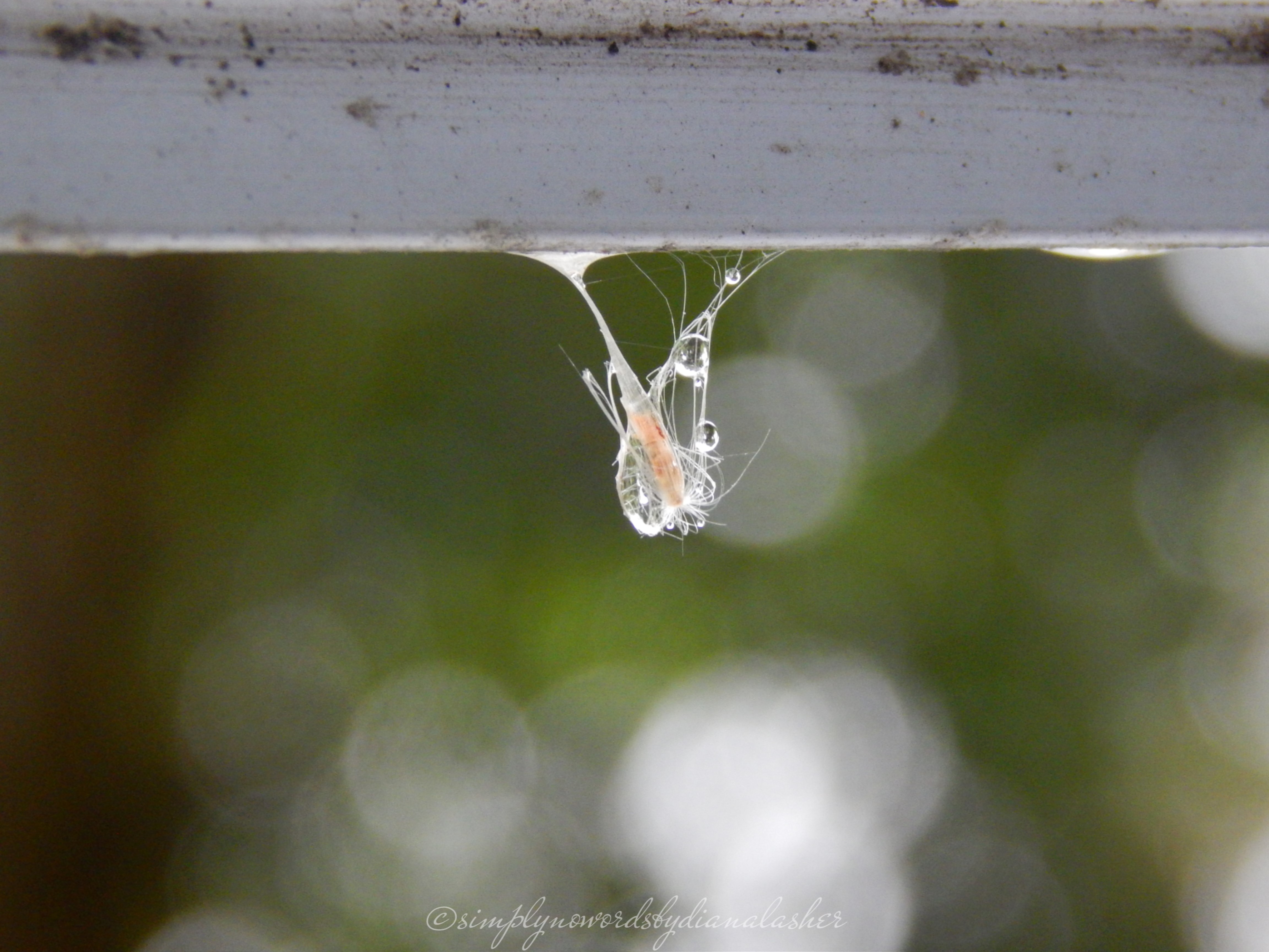 A photo of chrysalis