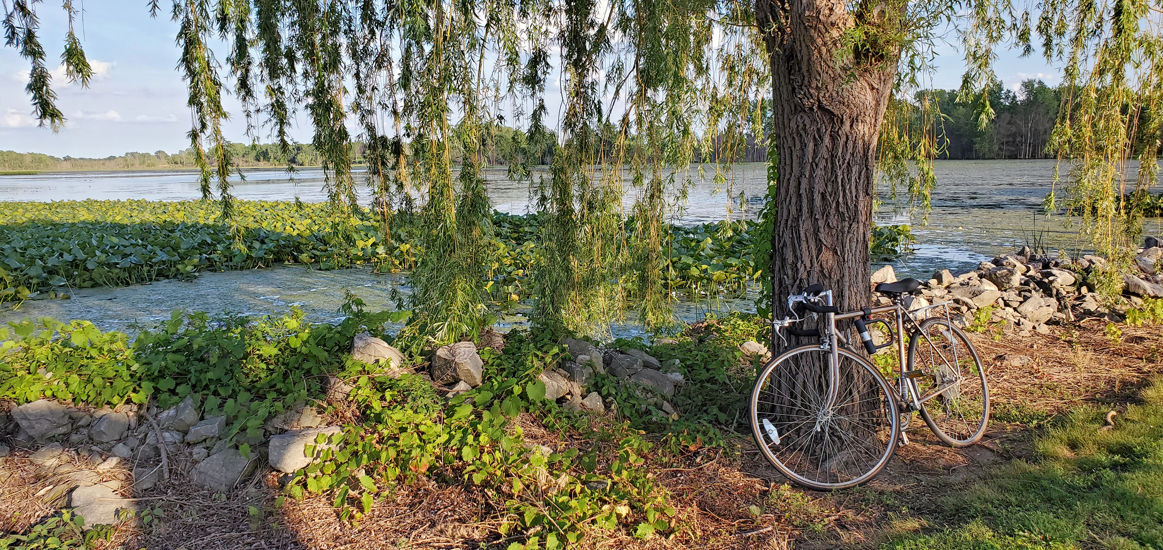 Sandusky Ohio by Leigha Cohen Photo of a bike against a tree
