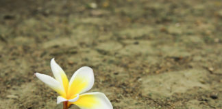 A Review of “Mud Flower: Surviving Schizophrenia and Suicide Through Art”