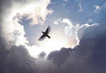 Can Psychotherapy Promote Liberation? Addressing Power Dynamics in Clinical Practice A bird soars between bright clouds