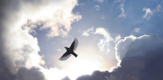Can Psychotherapy Promote Liberation? Addressing Power Dynamics in Clinical Practice A bird soars between bright clouds