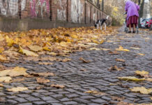 Antipsychotics Increase Risk of Dementia; New Research Illuminates Why