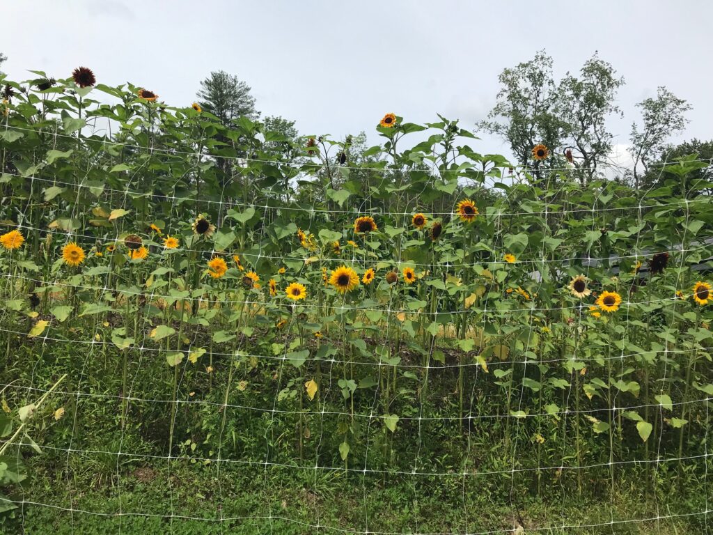 Photo of sunflowers