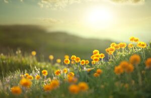 Photograph of flowers in a field