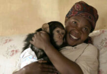 “Mama”: A Woman and Her Chimpanzees Heal Together After Trauma