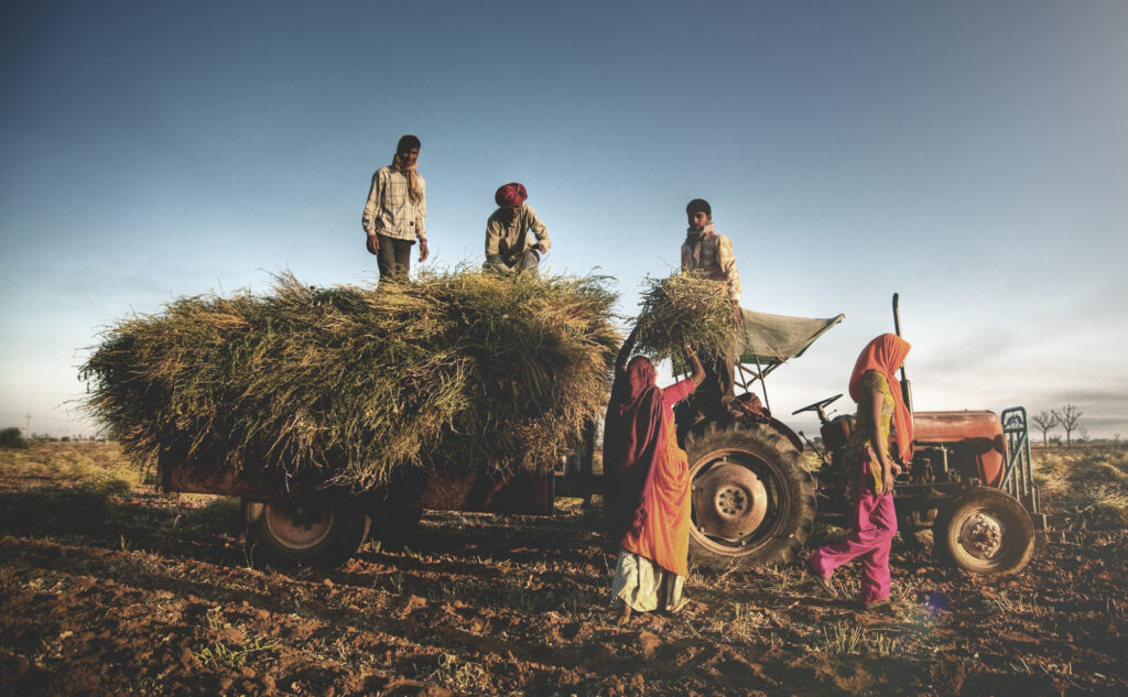 India Family Farming Harvesting Crops Harvesting