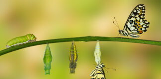 Becoming Whole: How a Change in Me Became a Change in My Practice psychodynamic