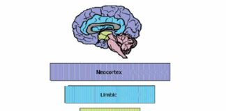 Rhythm Regulates the Brain: The Impact of Music (& More) on Mental Health