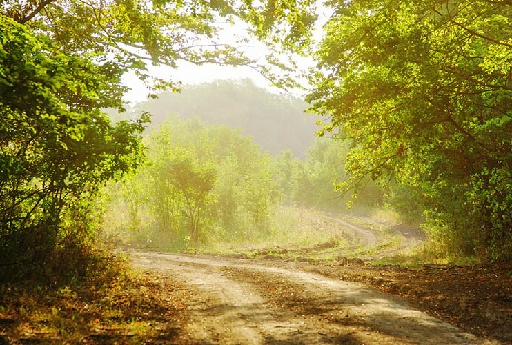 A photo of a dirt path through the forest in bright sunlight